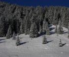 Karlı bir manzara Noel ağaçları